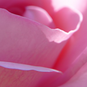 A close-up of a pink rose petal with a subtle shimmer.